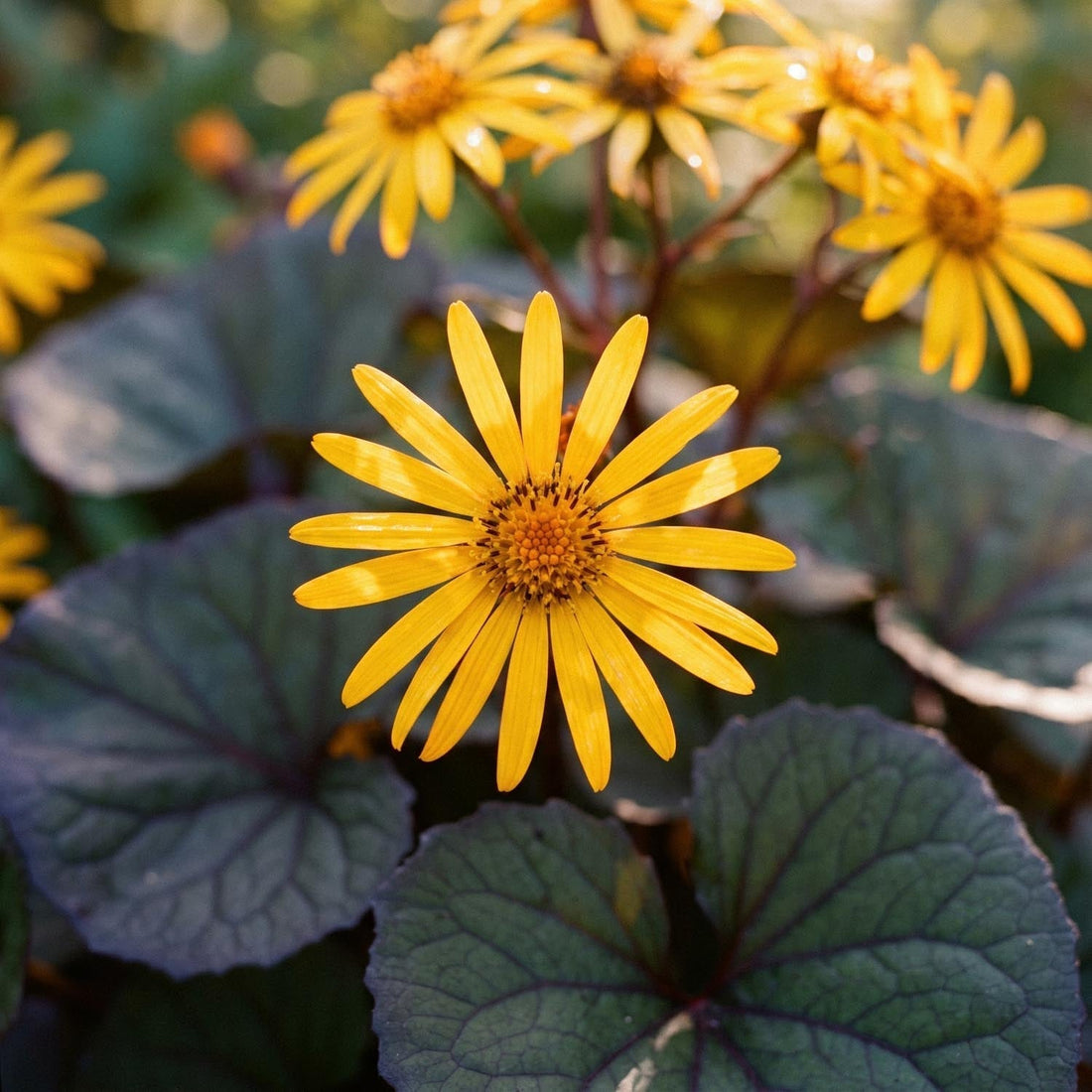 Klippstånds, Ligularia 'Desdemona'