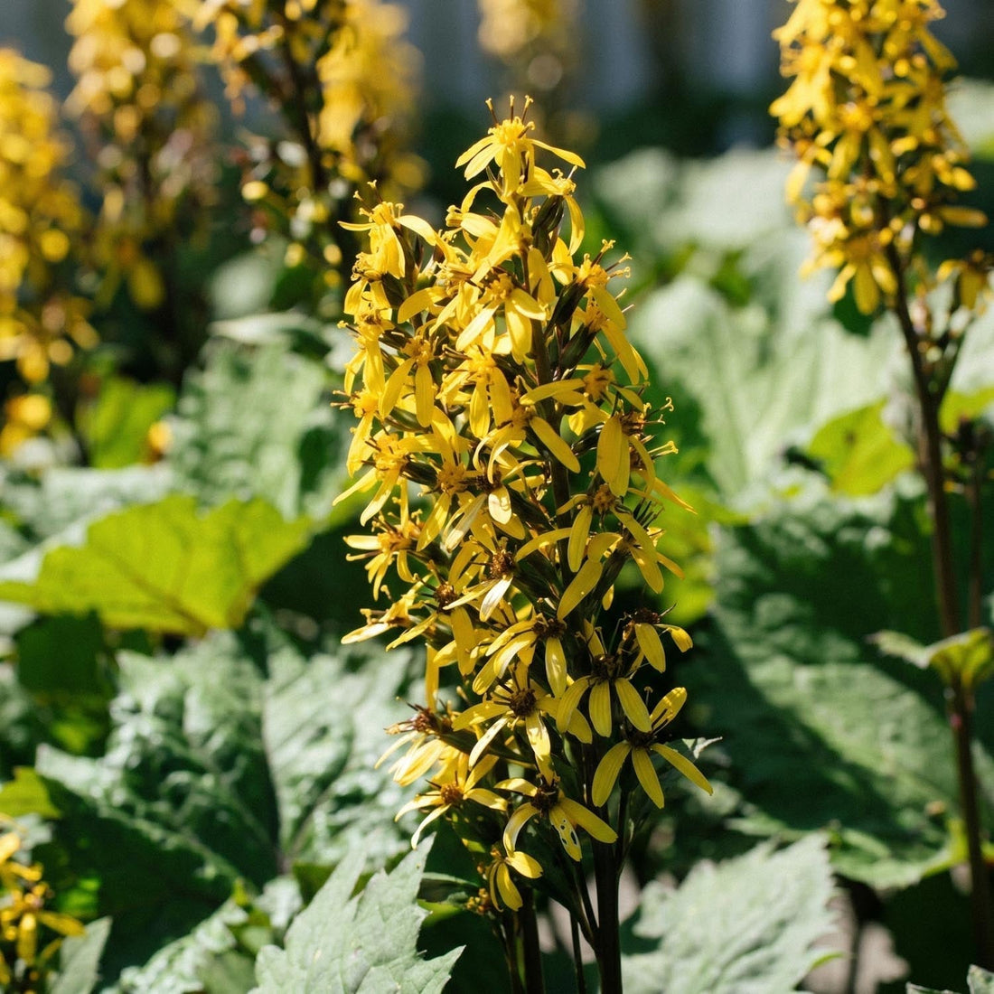 Klippstånds, Ligularia 'The Rocket'