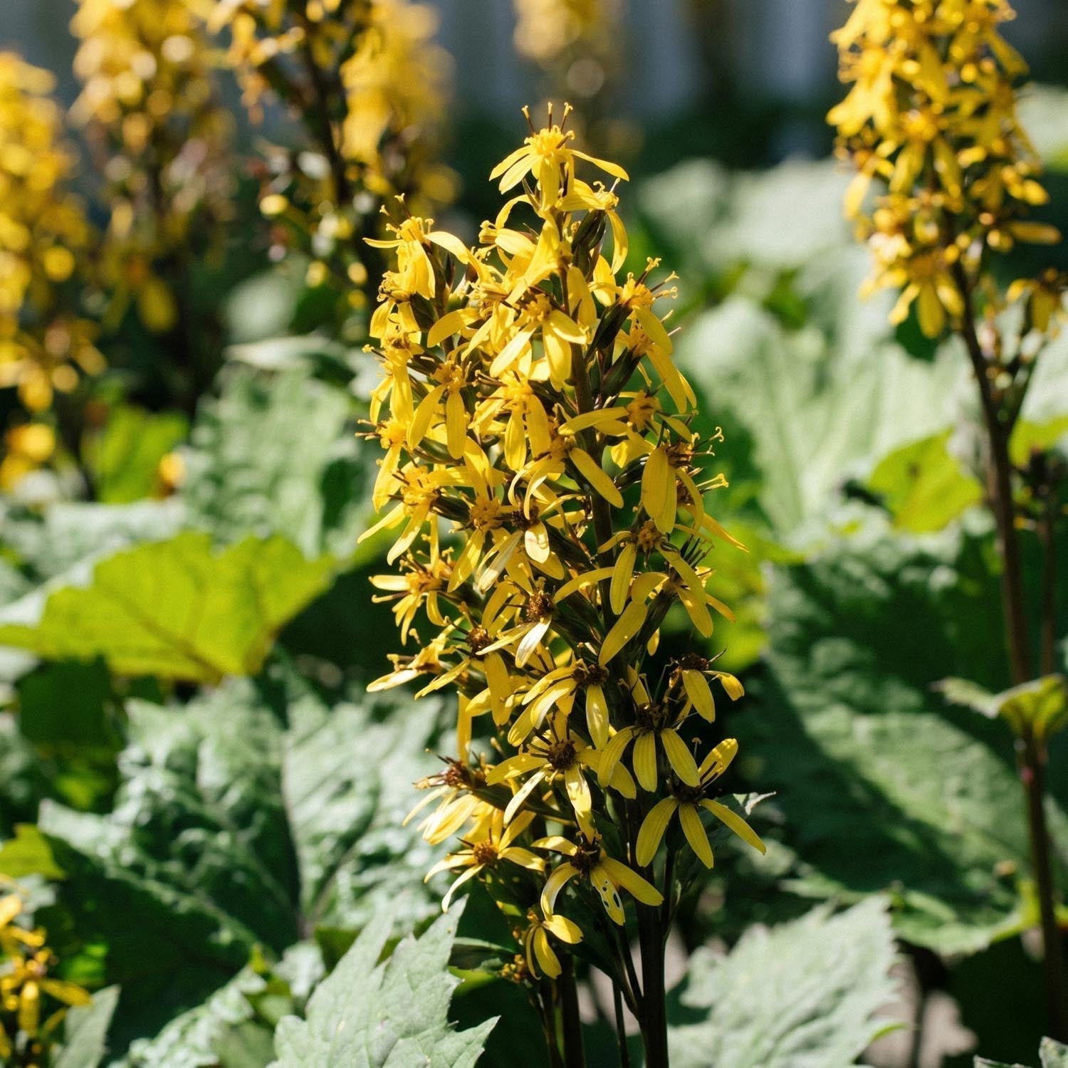 Klippstånds, Ligularia 'The Rocket'