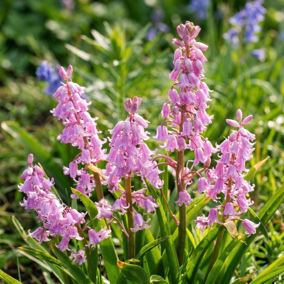 Klockhyacint, Hyacinthoides 'Queen of the Pinks'