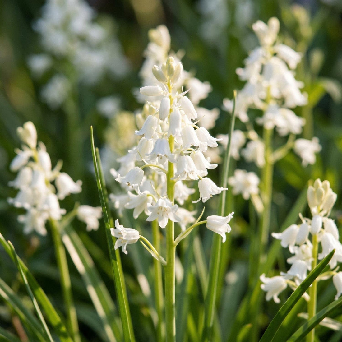 Klockhyacint, Hyacinthoides 'White City'