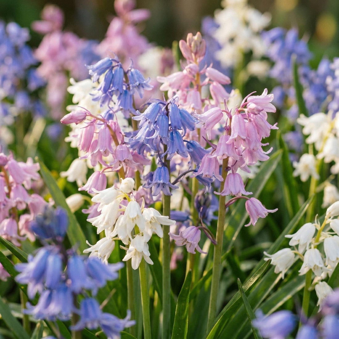 Klockhyacintblandning, Hyacinthoides 'Mixed'