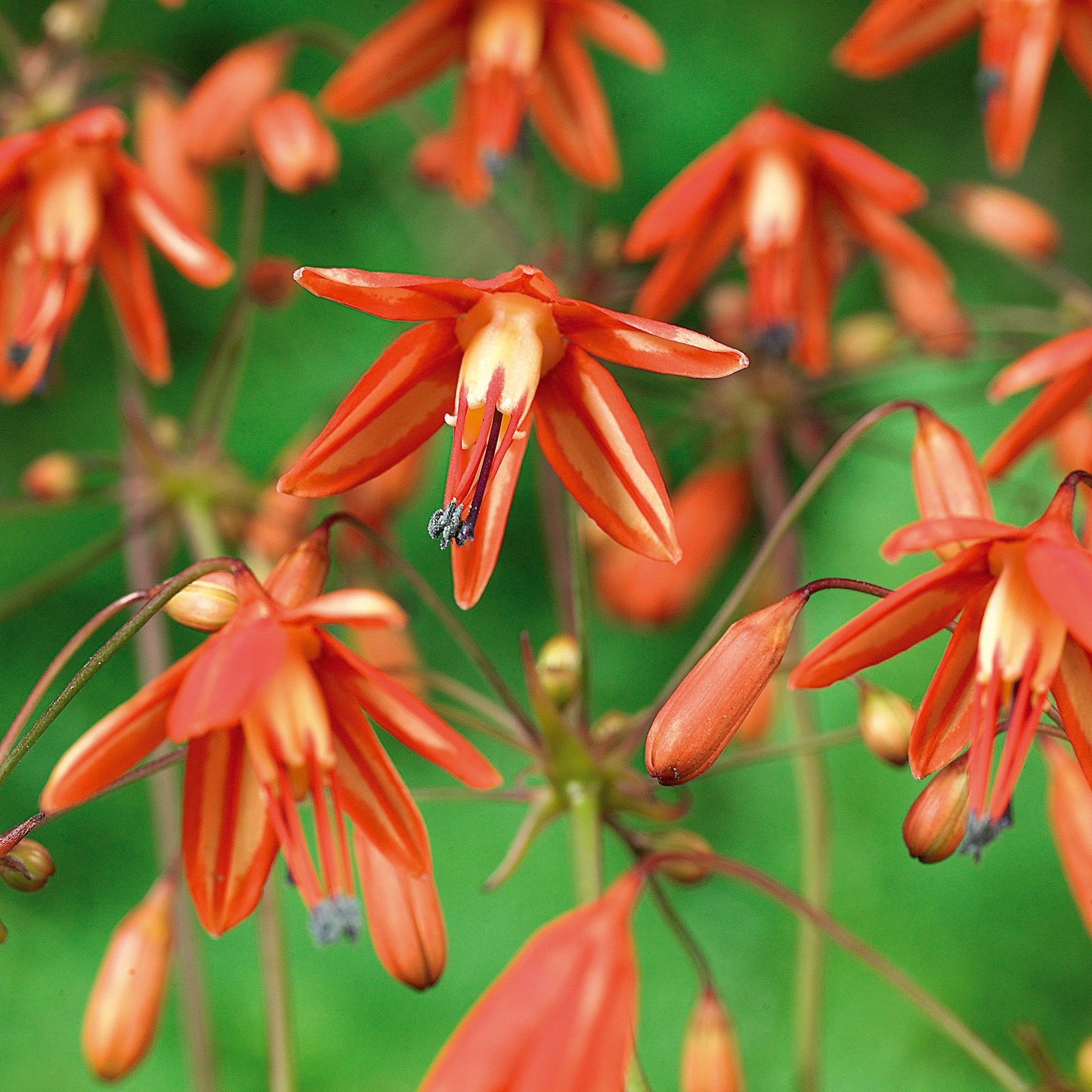 Koralldroppe, Bessera elegans