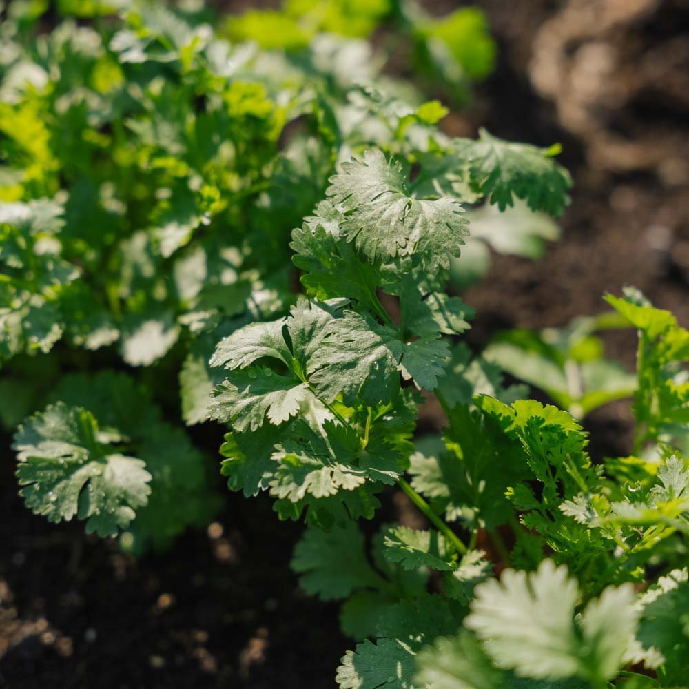 Korianderfrön - 100 Ekologiska Frön