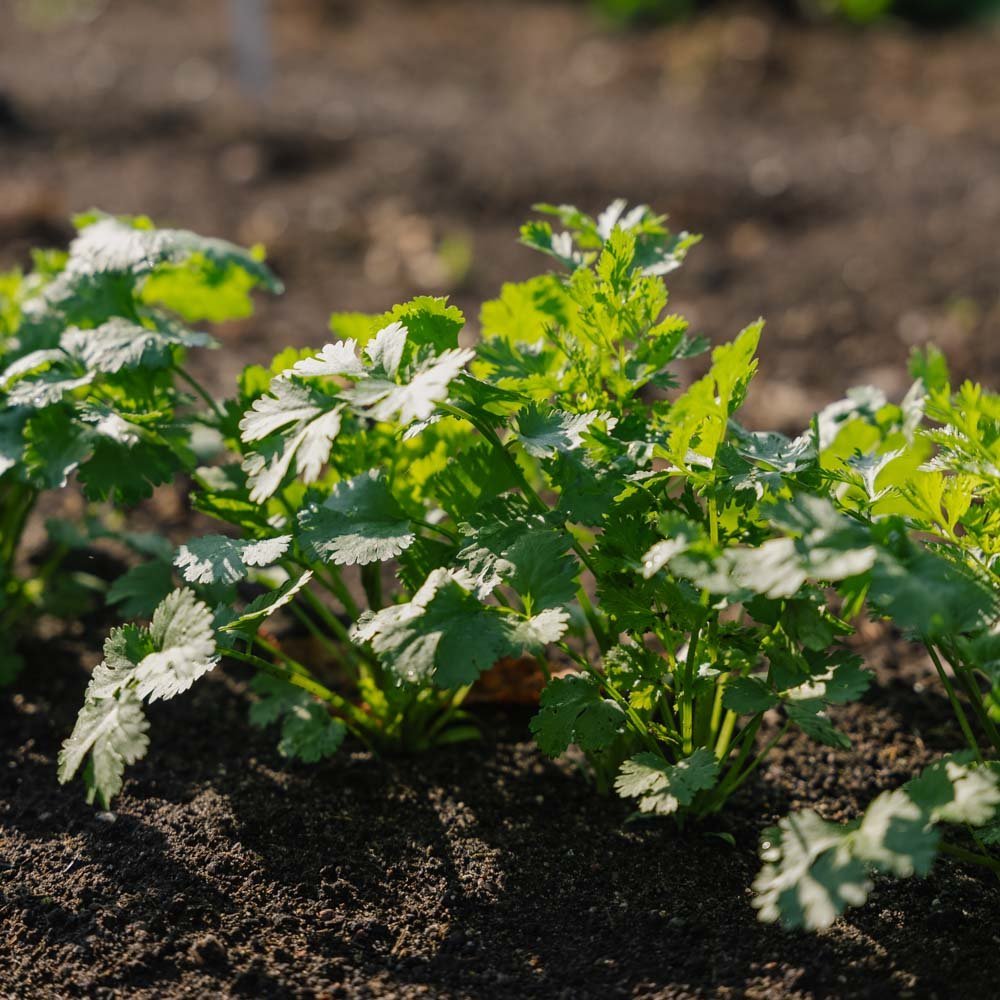 Korianderfrön - 100 Ekologiska Frön