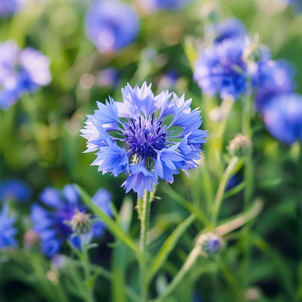 Kornblomst frø 'Cornflower' - 120 Økologiske Frø
