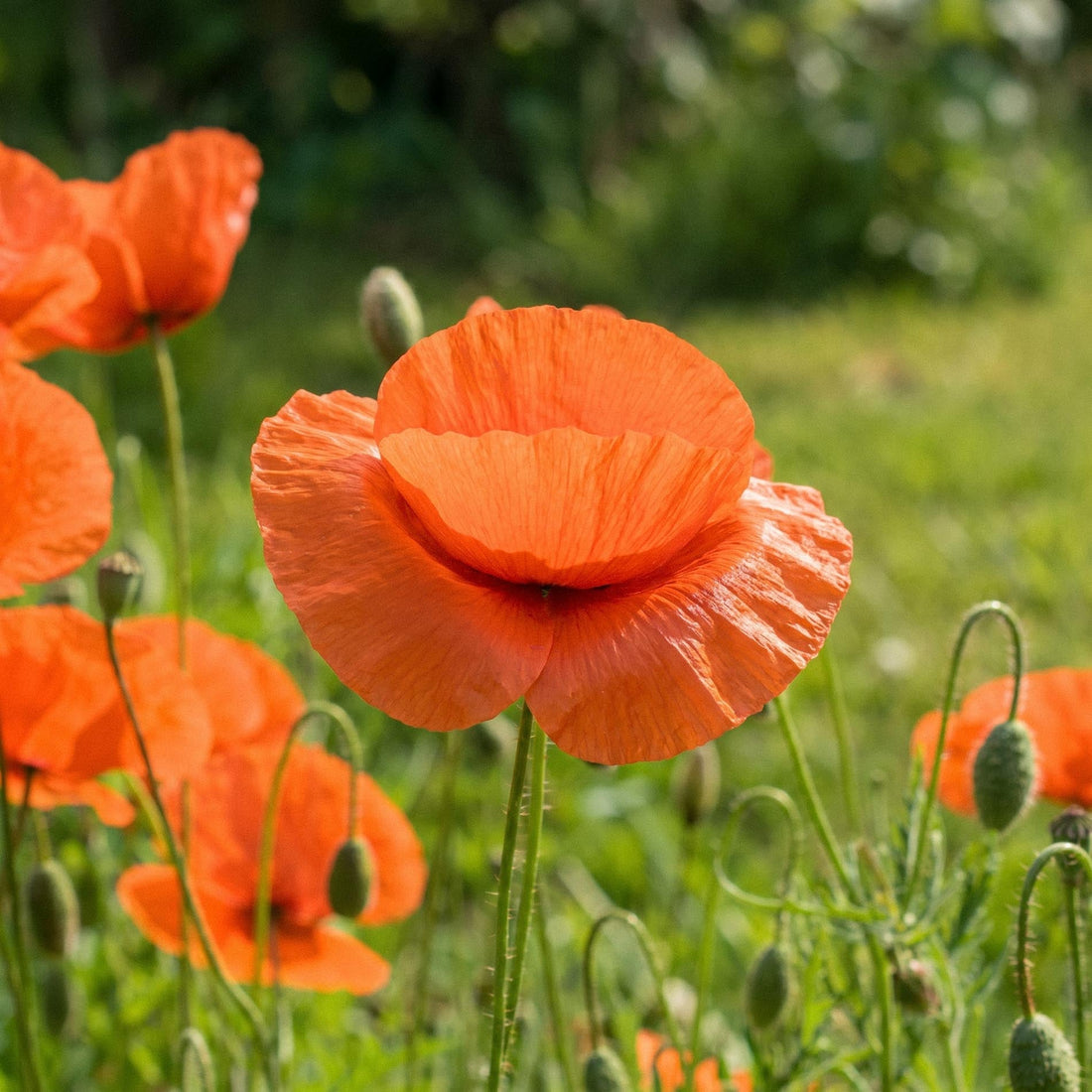 Kornvallmofrön 'Common poppy' - 700 Ekologiska frön