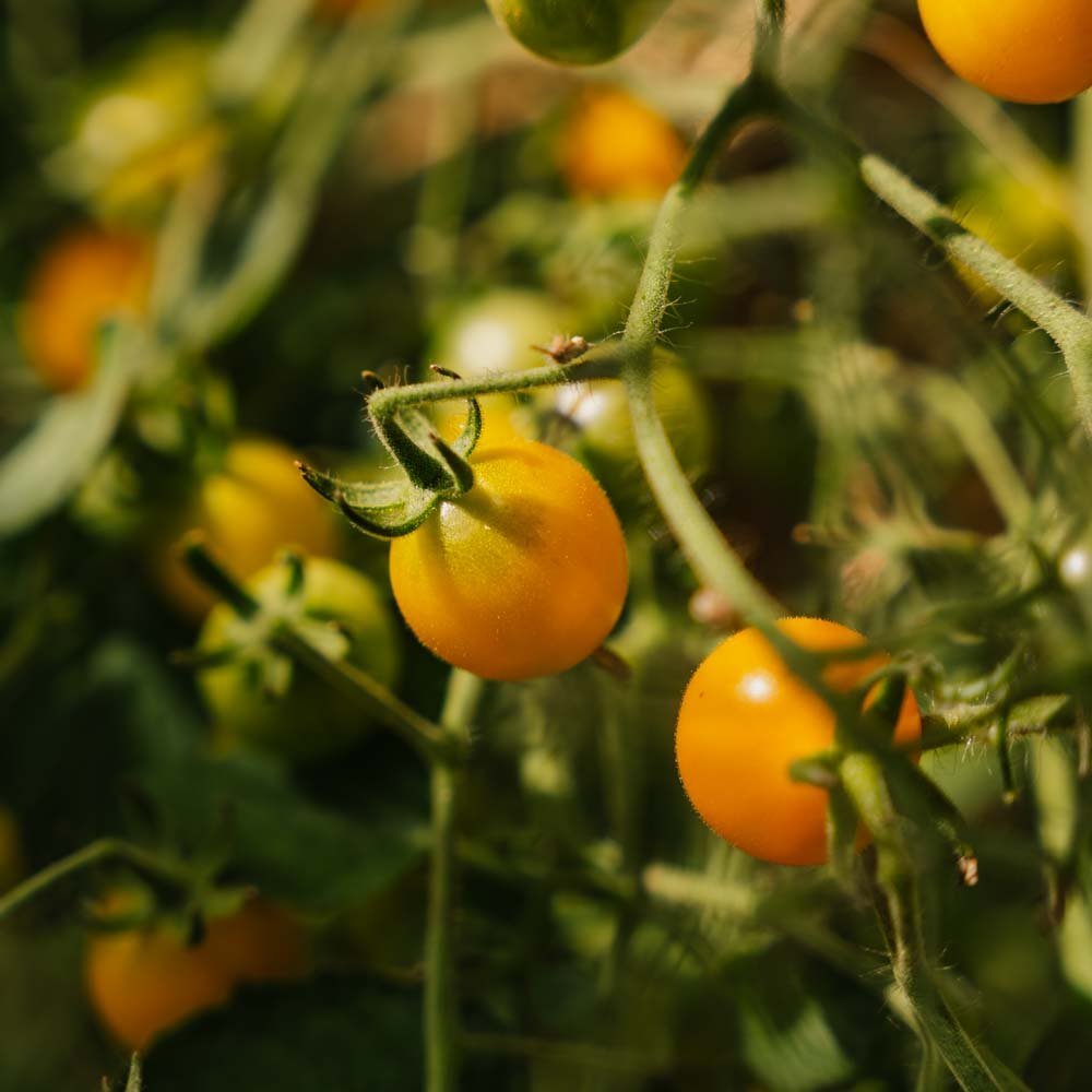 Körsbärstomater frön 'Yellow Clemetine' - 20 Ekologiska Frön