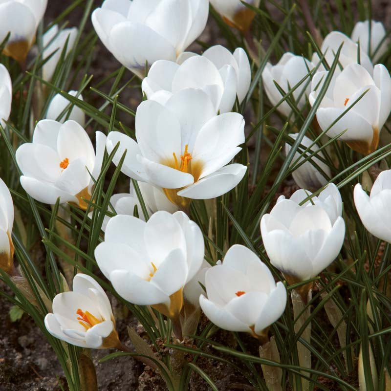 Krokus 'Ard Schenk'