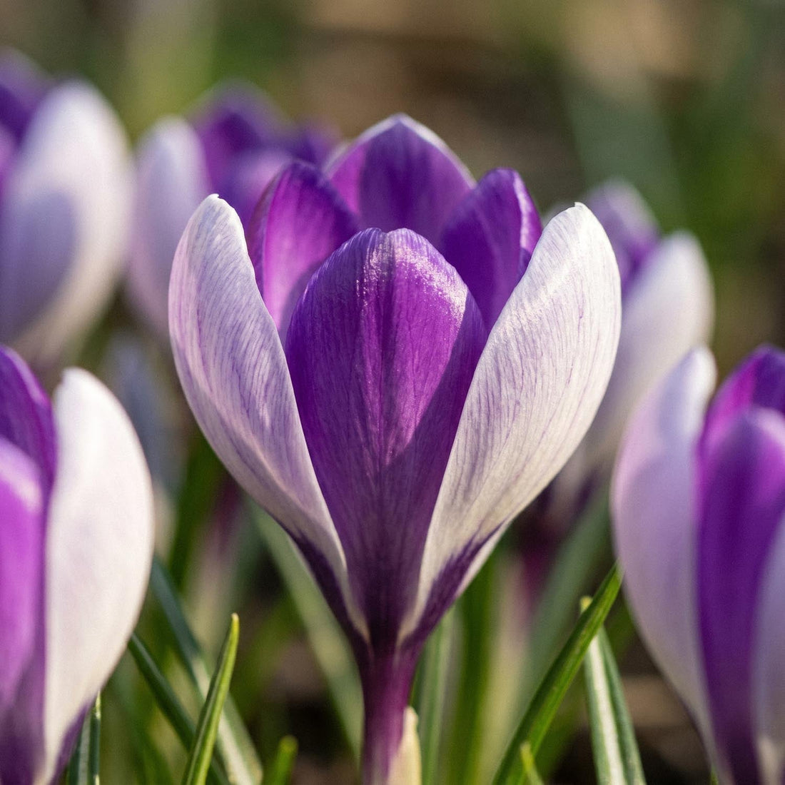 Krokus, Crocus 'Whale Shark'