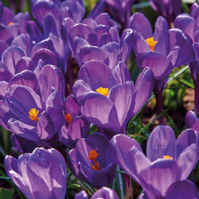 Krokus 'Flower Record'