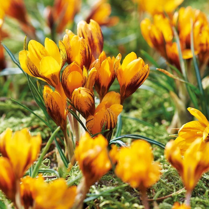 Krokus 'Orange Monarch'
