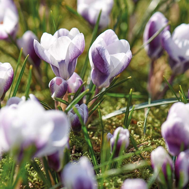 Krokus 'Prins Claus'
