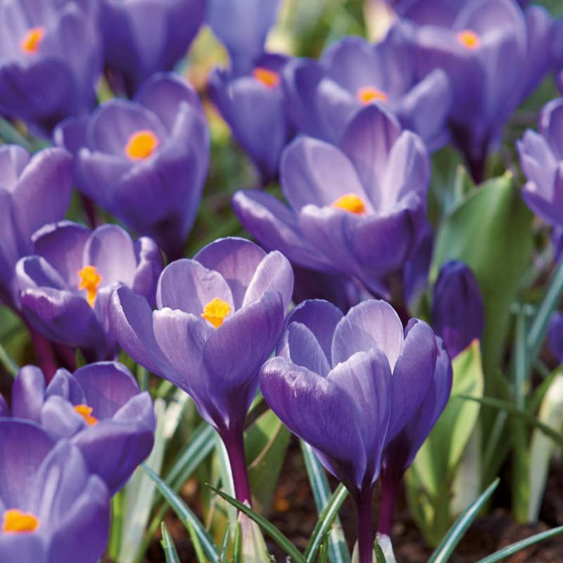 Krokus 'Remembrance'