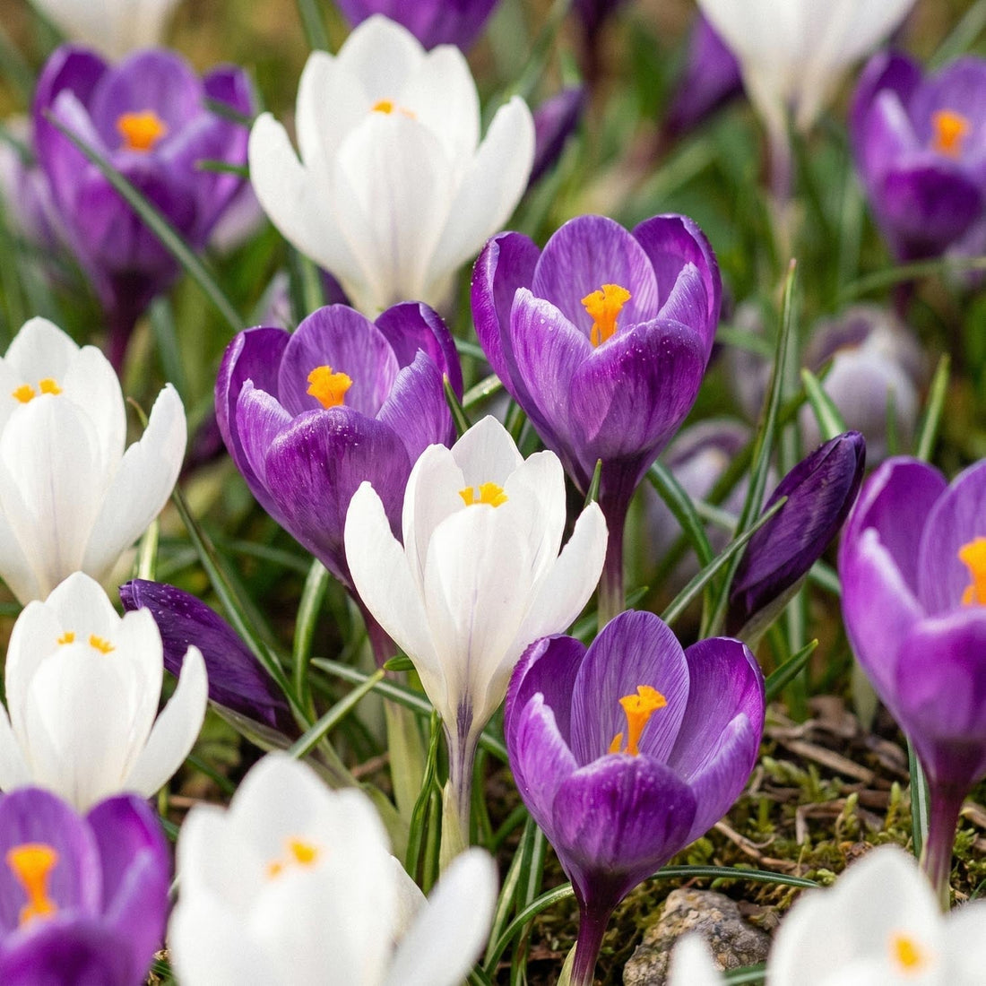 Krokusblandning 'White & Purple Mixed'