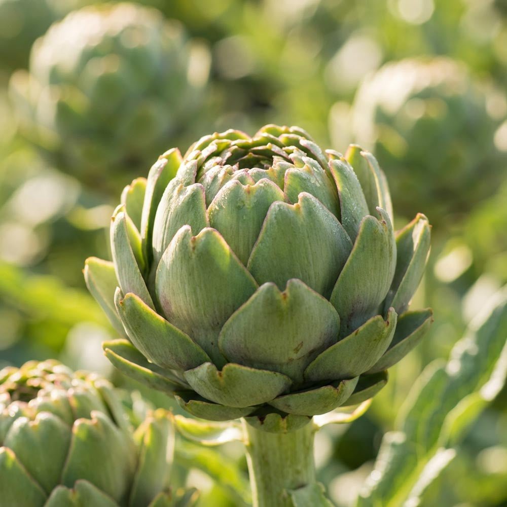 Kronärtskocka 'Green Globe'