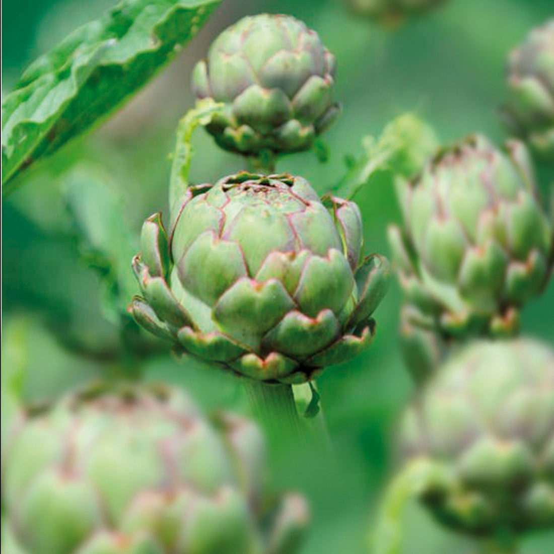 Kronärtskocka 'Green Globe'
