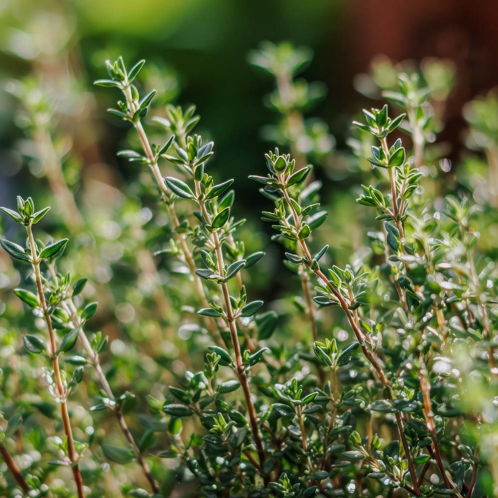 Kryddtimjan frö 'German Winter' - 300 Ekologiska Frön