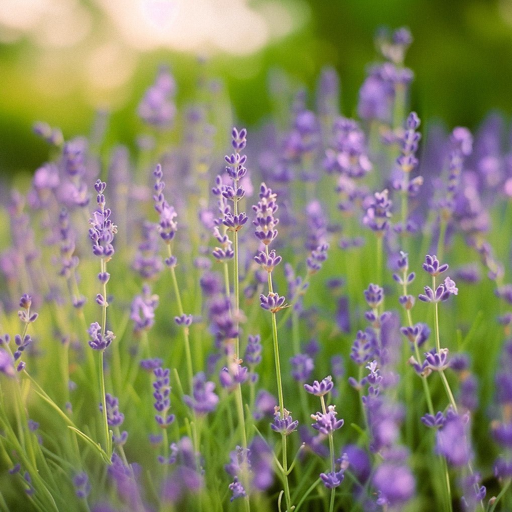 Lavendel frö 'Lavender' - 200 Ekologiska Frön