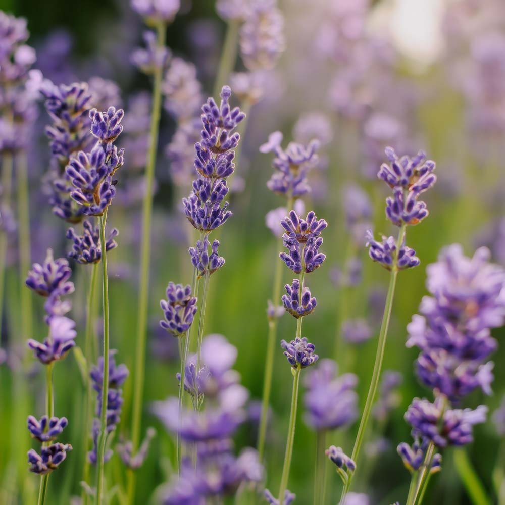 Lavendel frö 'Lavender' - 200 Ekologiska Frön