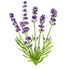 Blomfröer