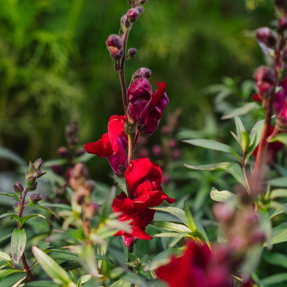 Lejongap frö 'Black Prince' - 100 Ekologiska Frö