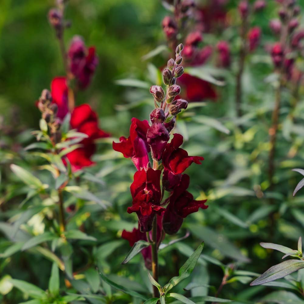 Lejongap frö 'Black Prince' - 100 Ekologiska Frö