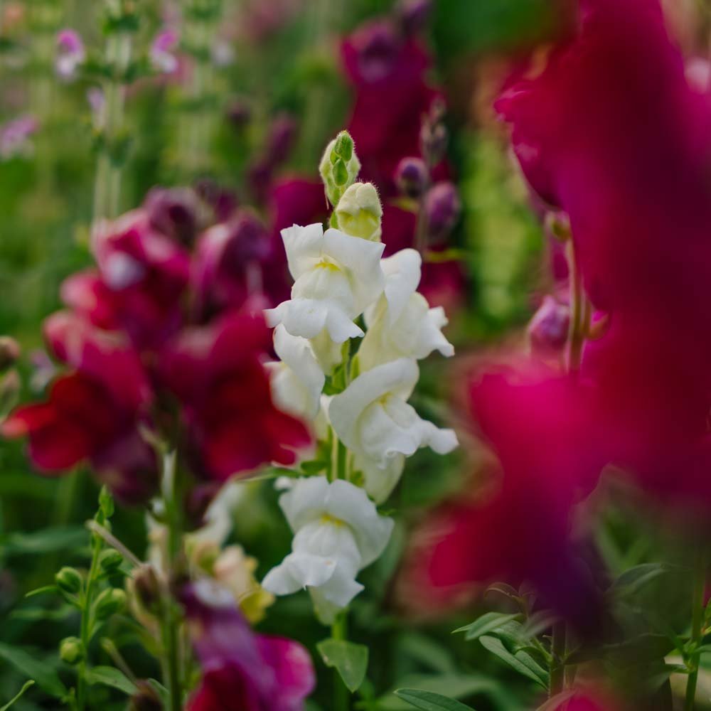 Lejongap frö 'Snapdragon' - 1500 Ekologiska Frön