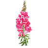 Blomfröer