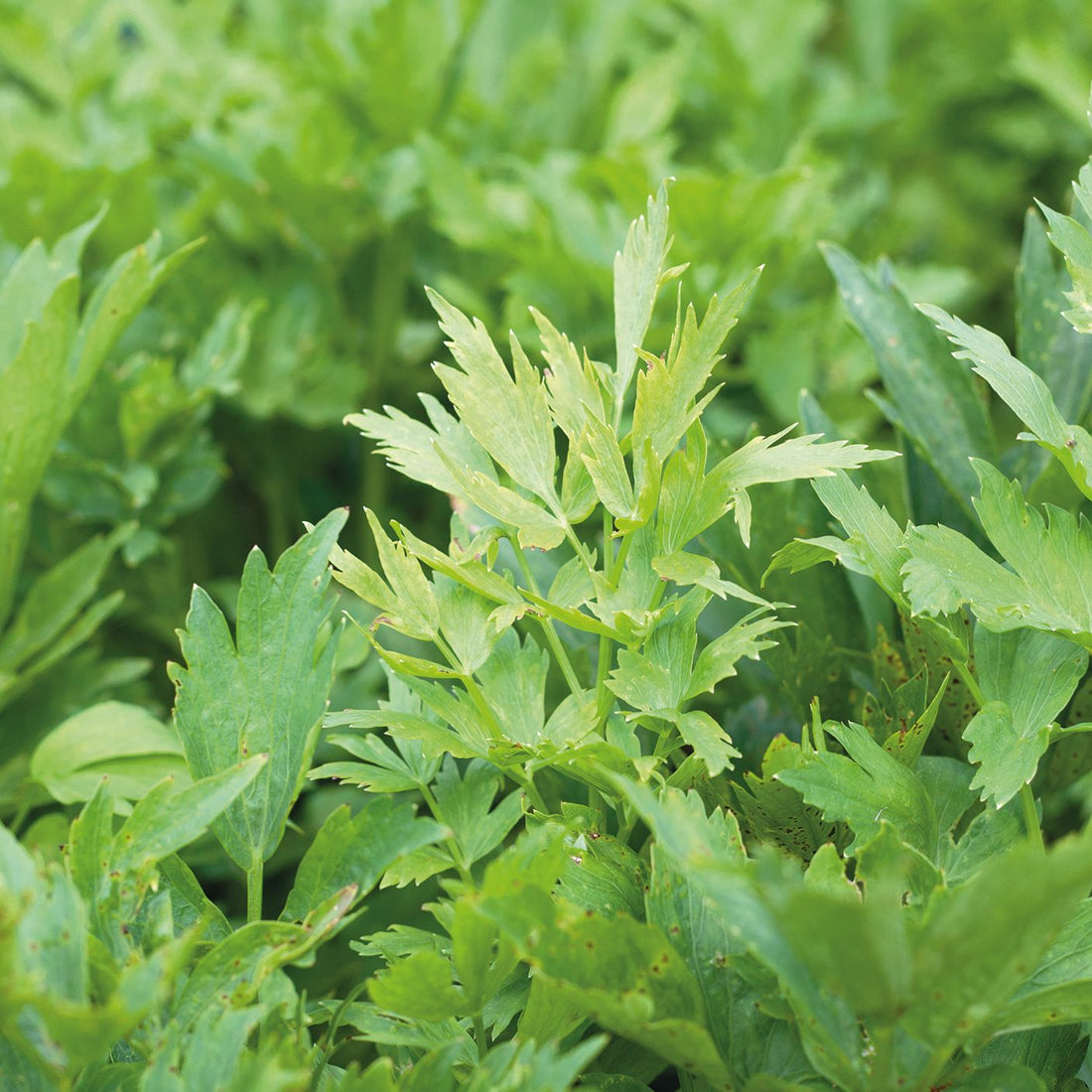 Libbsticka, Levisticum 'Officinale'