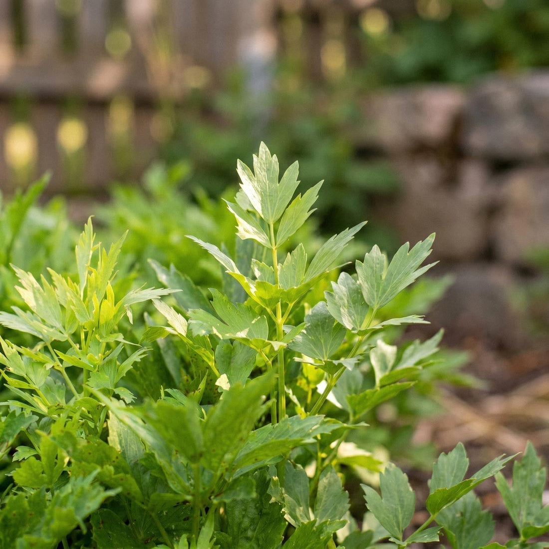 Libbsticka, Levisticum 'Officinale'