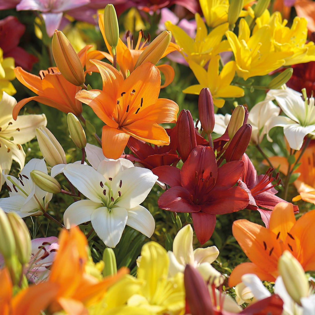 Lilja 'Asiatic Mixed'