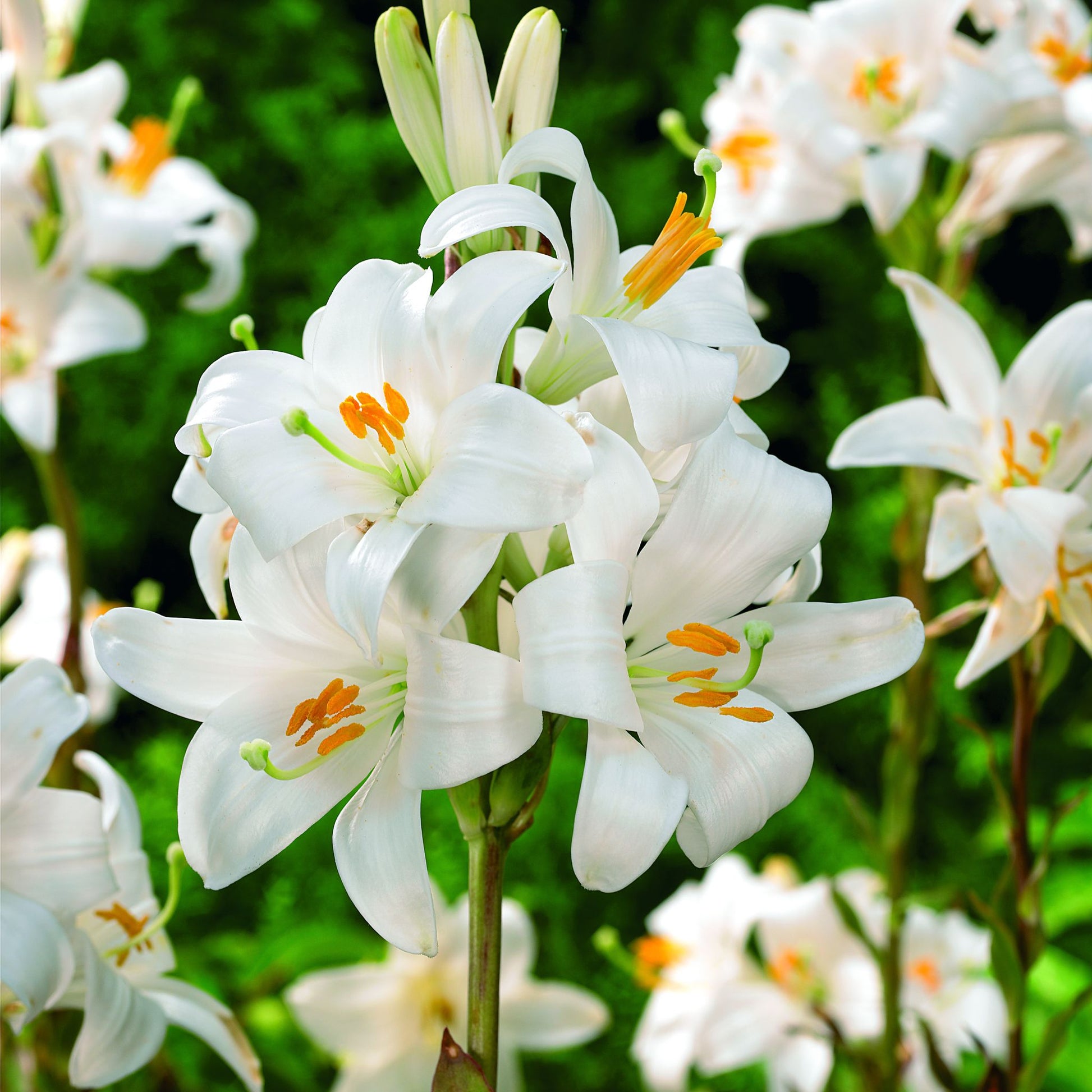 Lilja 'Candidum'