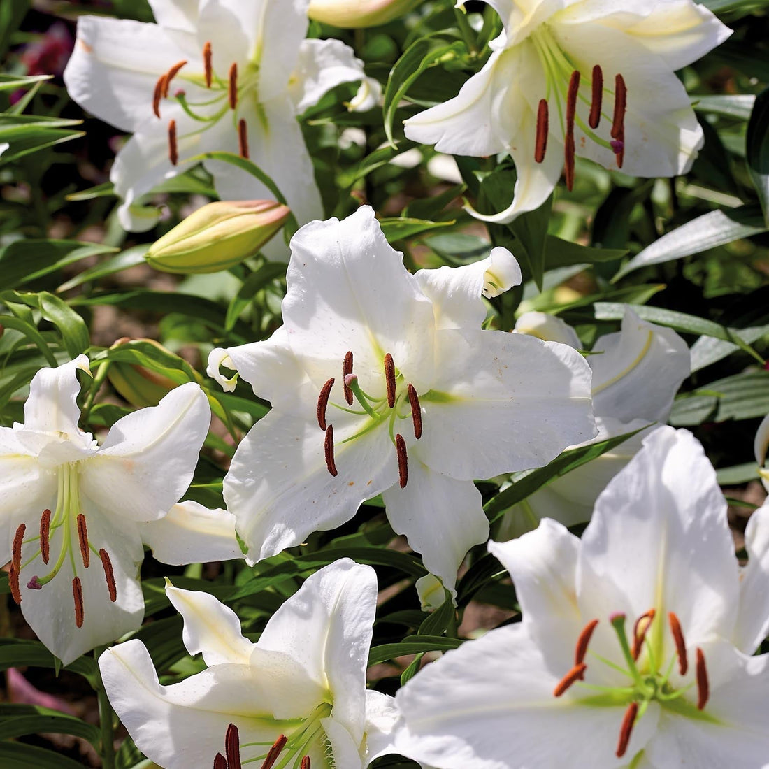 Lilja 'Casablanca'