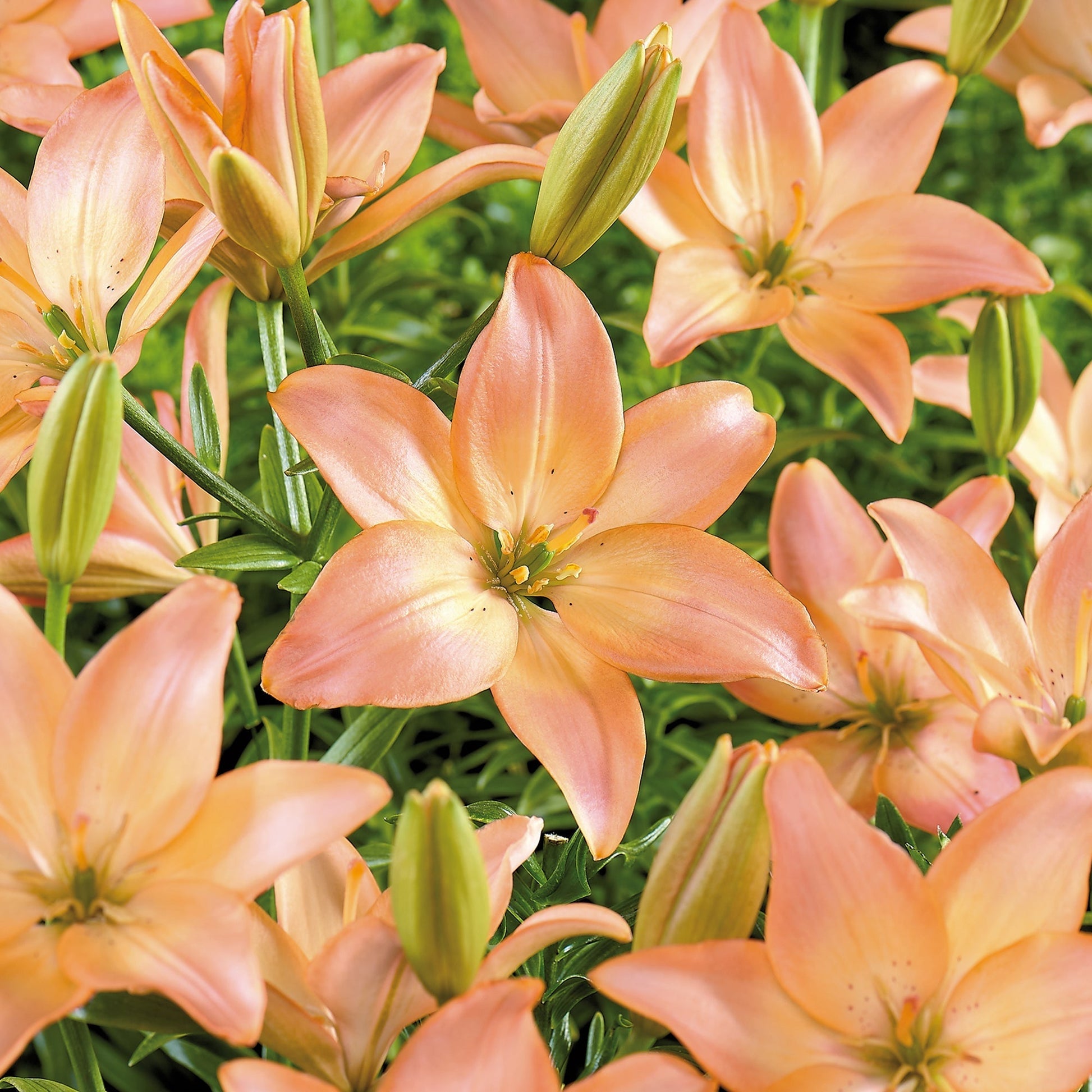 Lilja 'Easy Whisper'