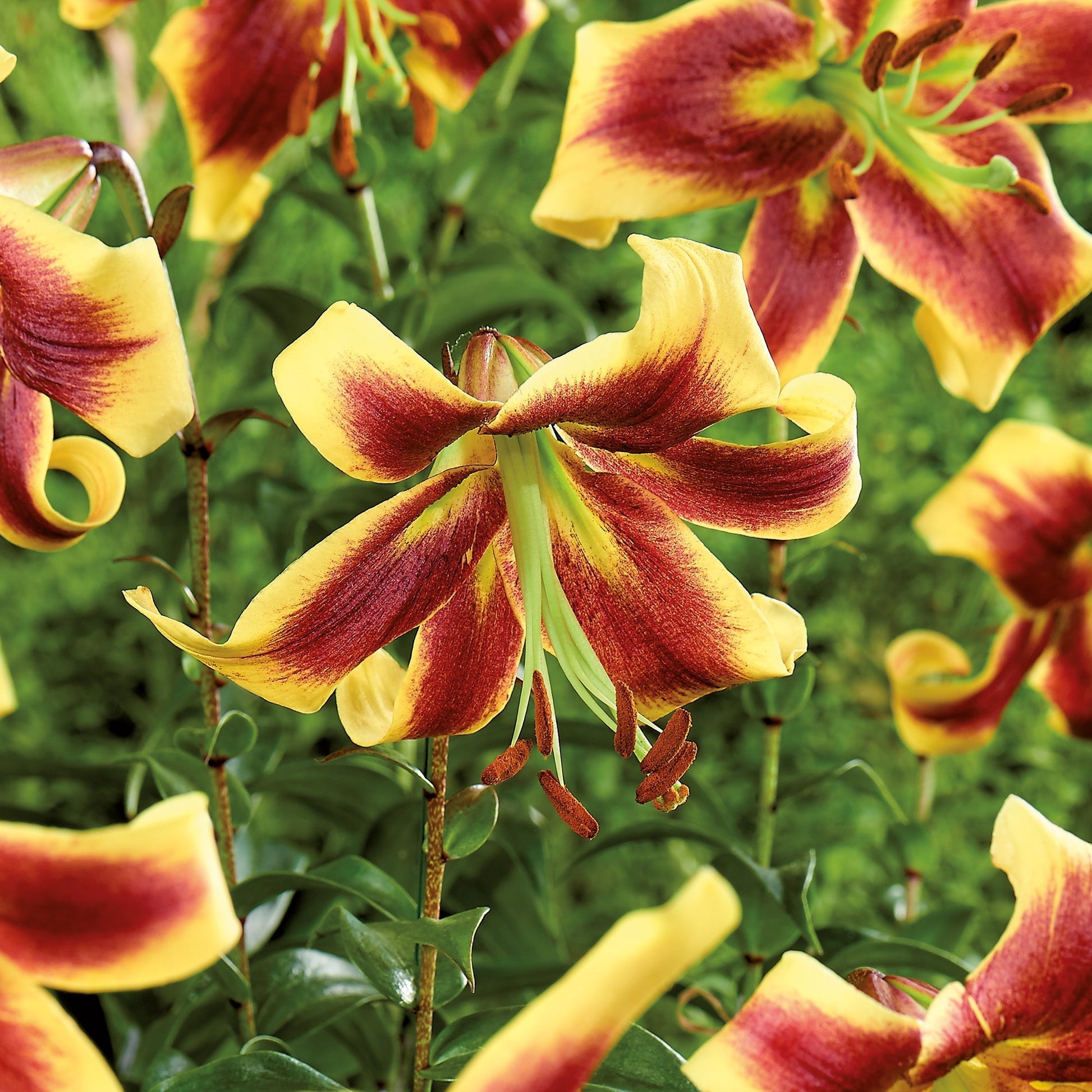 Lilja 'Robert Swanson'