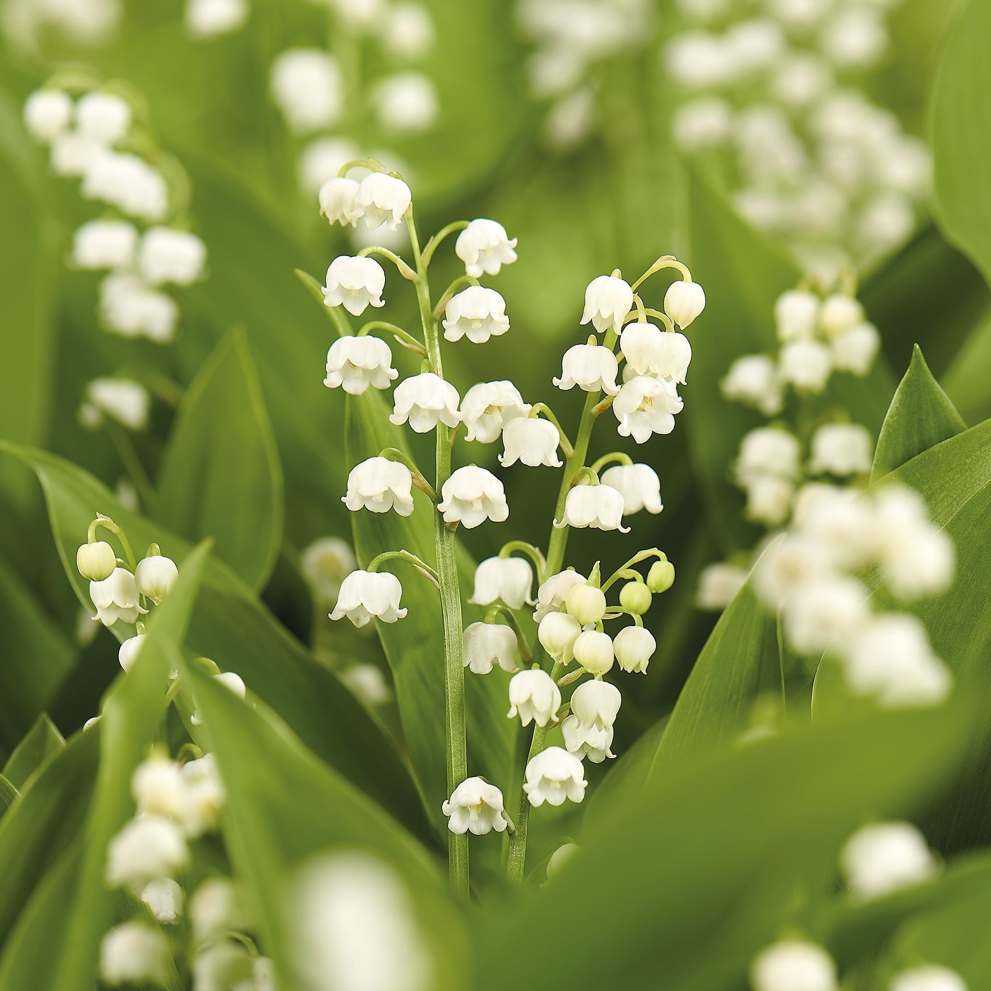 Liljekonvalj, Convallaria Majalis