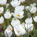 Løglasagne 'Azure Spark'
