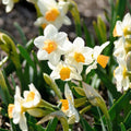 Løglasagne 'Canary Wharf Garden'