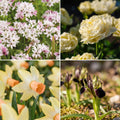 Løglasagne 'Chalk Garden'