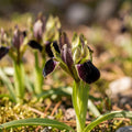 Løglasagne 'Chalk Garden'