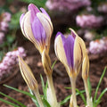 Løglasagne 'Clementine Grove'