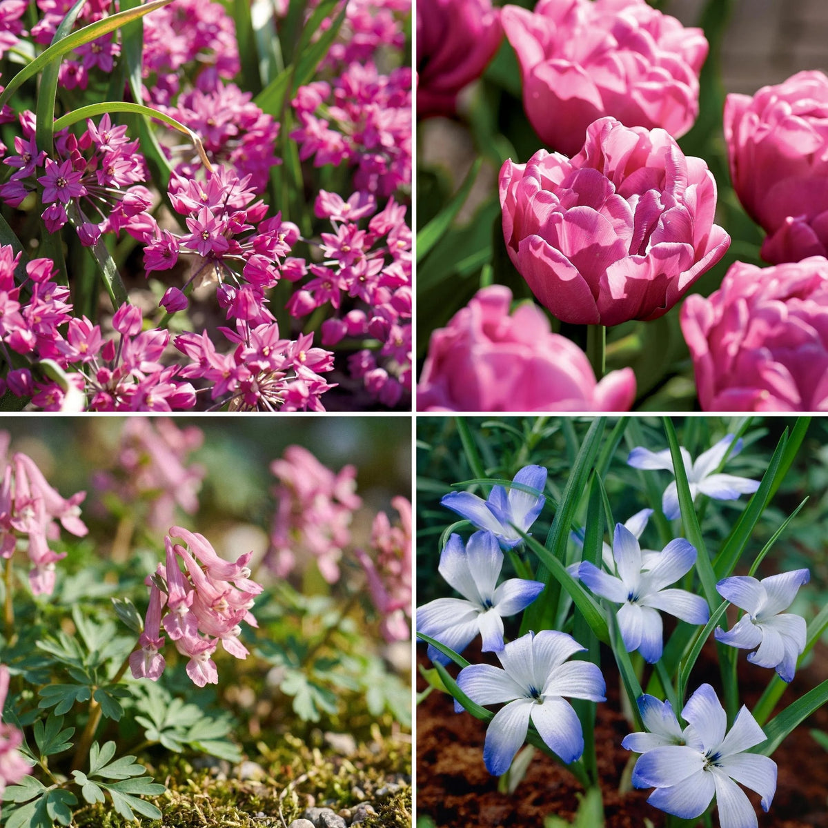 Løglasagne 'Confetti Garden'
