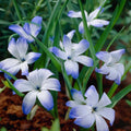 Løglasagne 'Confetti Garden'