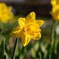 Løglasagne 'Lemon Breeze'