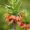 Løglasagne 'Mimosa'