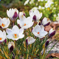 Løglasagne 'Moonflower'