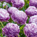 Løglasagne 'Patchwork Quilt'