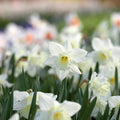 Løglasagne 'Patchwork Quilt'