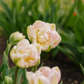 Løglasagne 'Pavlova'